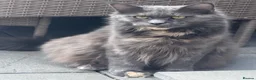Maine Coon cats for sale: TICA MAINCOON KITTEN’S 😻💫 - Advert 6