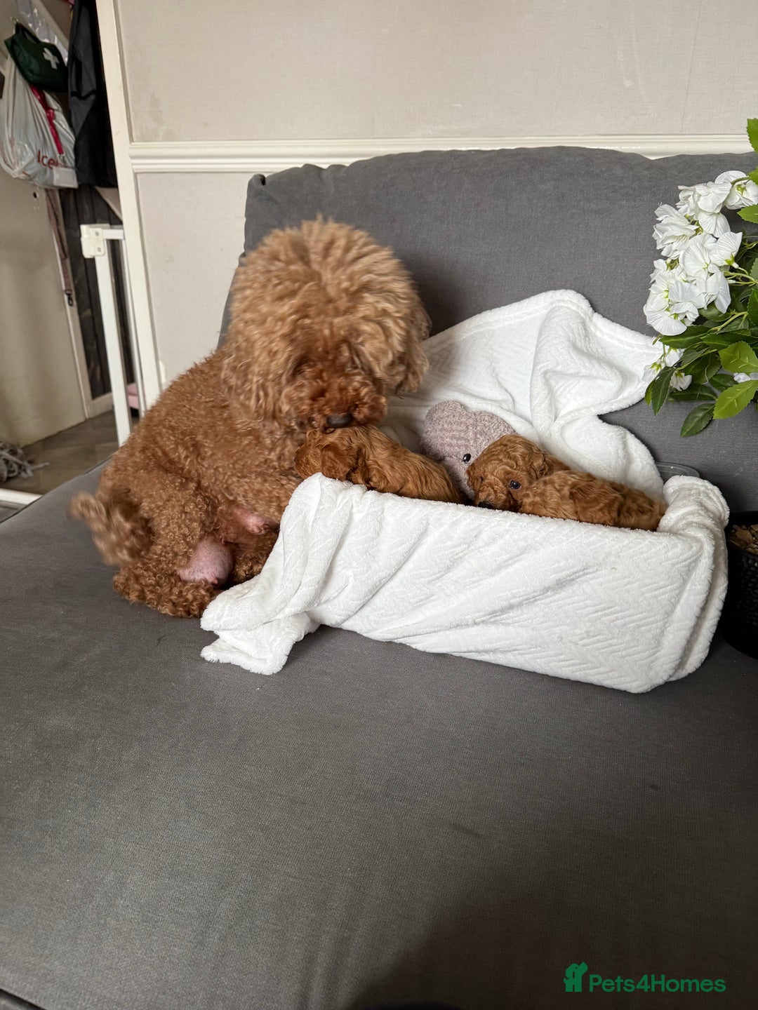 Cavapoo dogs for sale: F1B cavapoo puppies - Image 15