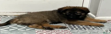 German Shepherd 2