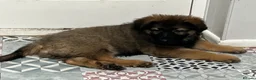 German Shepherd dogs for sale: Pure German Shepherd puppies  - Advert 15