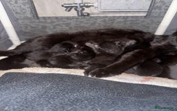 Mixed Breed cats for sale: 6 black kittens - Image 3