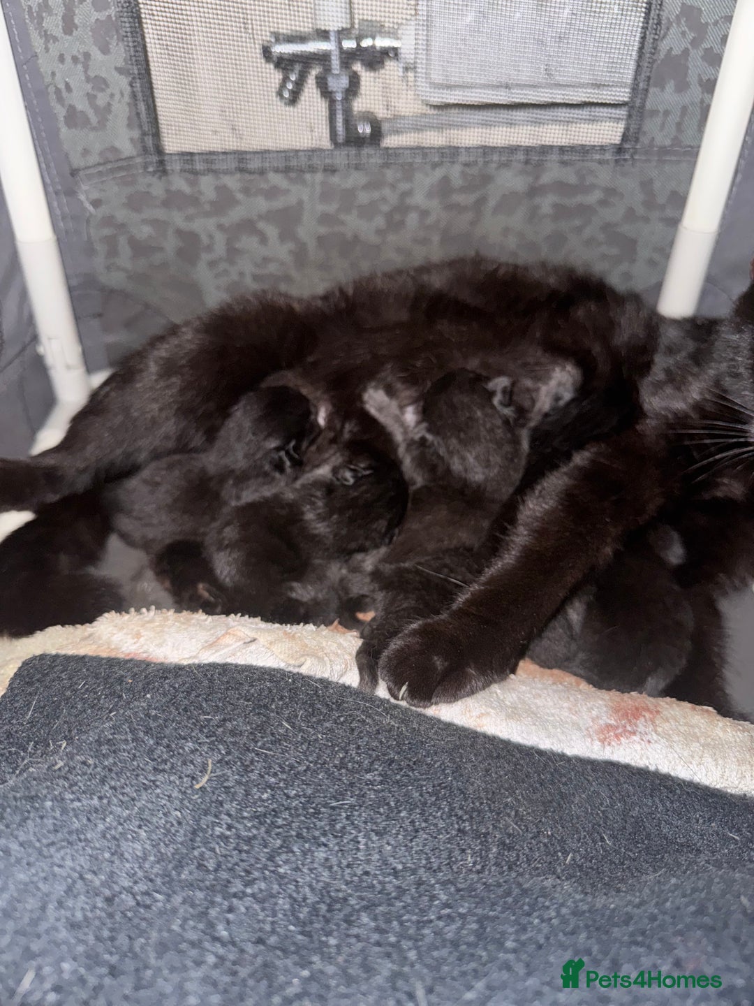 Mixed Breed cats for sale: 6 black kittens - Image 3