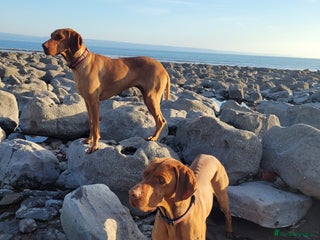 Hungarian Vizsla dogs in Llantwit Major - Advert 11