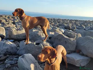 Hungarian Vizsla dogs PROVEN!!!championship blood line!!!! ❤️ in Llantwit Major - Advert 5