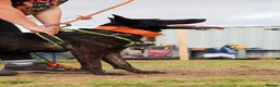 Belgian Shepherd Dog dogs for sale: BRN Dutch Herder Puppies (3 left!) - Advert 5