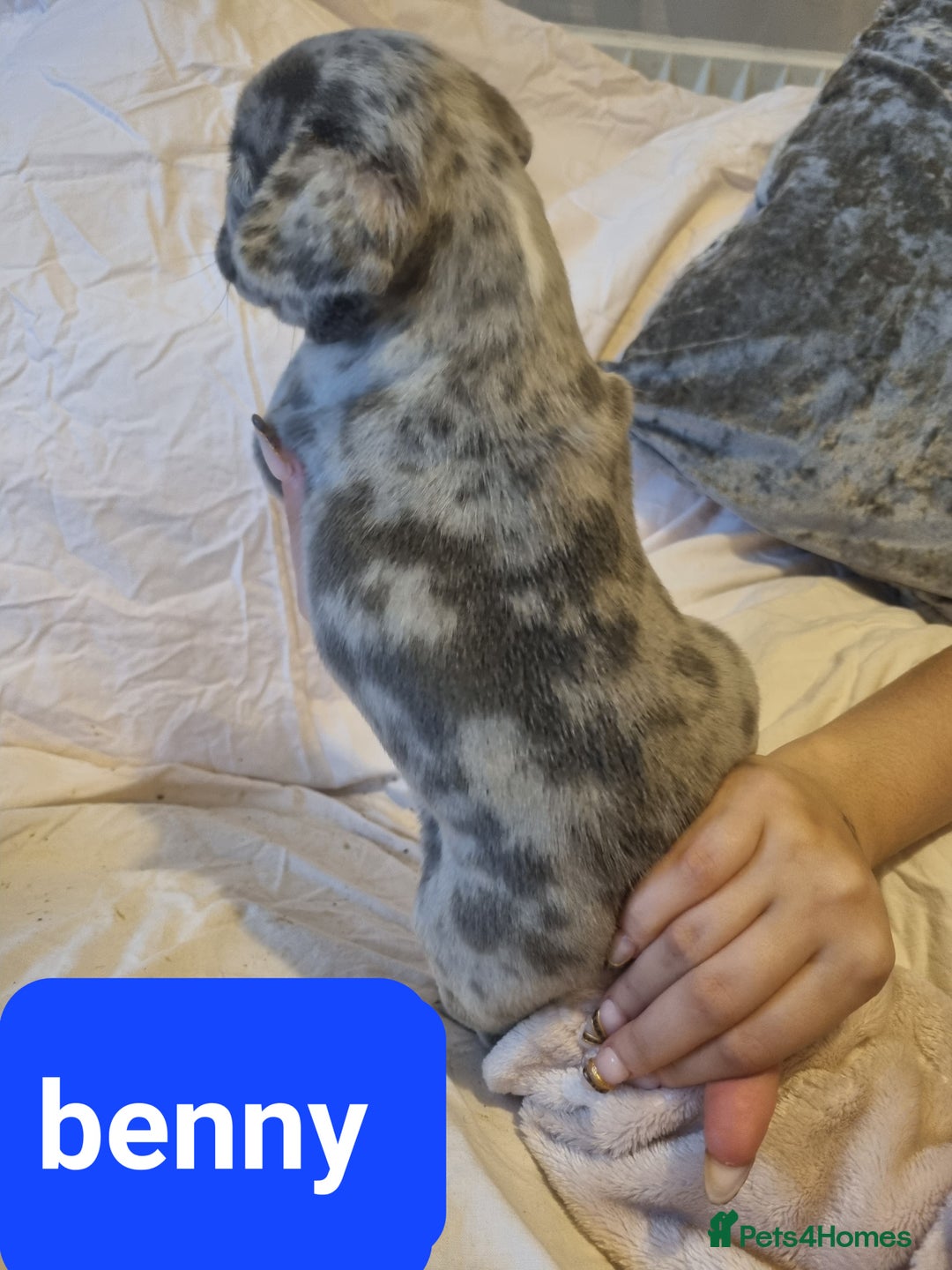 French Bulldog dogs for sale: Stunning litter of merle frenchies - Advert 15