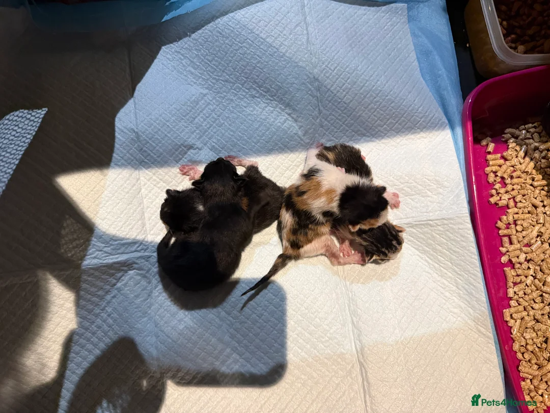 Mixed Breed cats for sale: Tortishell /cailco kittens  - Advert 3