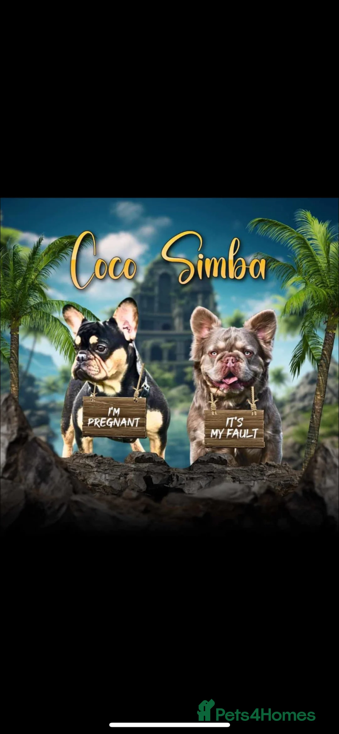 French Bulldog dogs for sale: Male for sale  in Barnsley - Advert 1