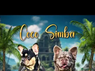 French Bulldog dogs Male for sale - Advert 1