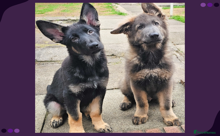 German Shepherd dogs - Advert 3