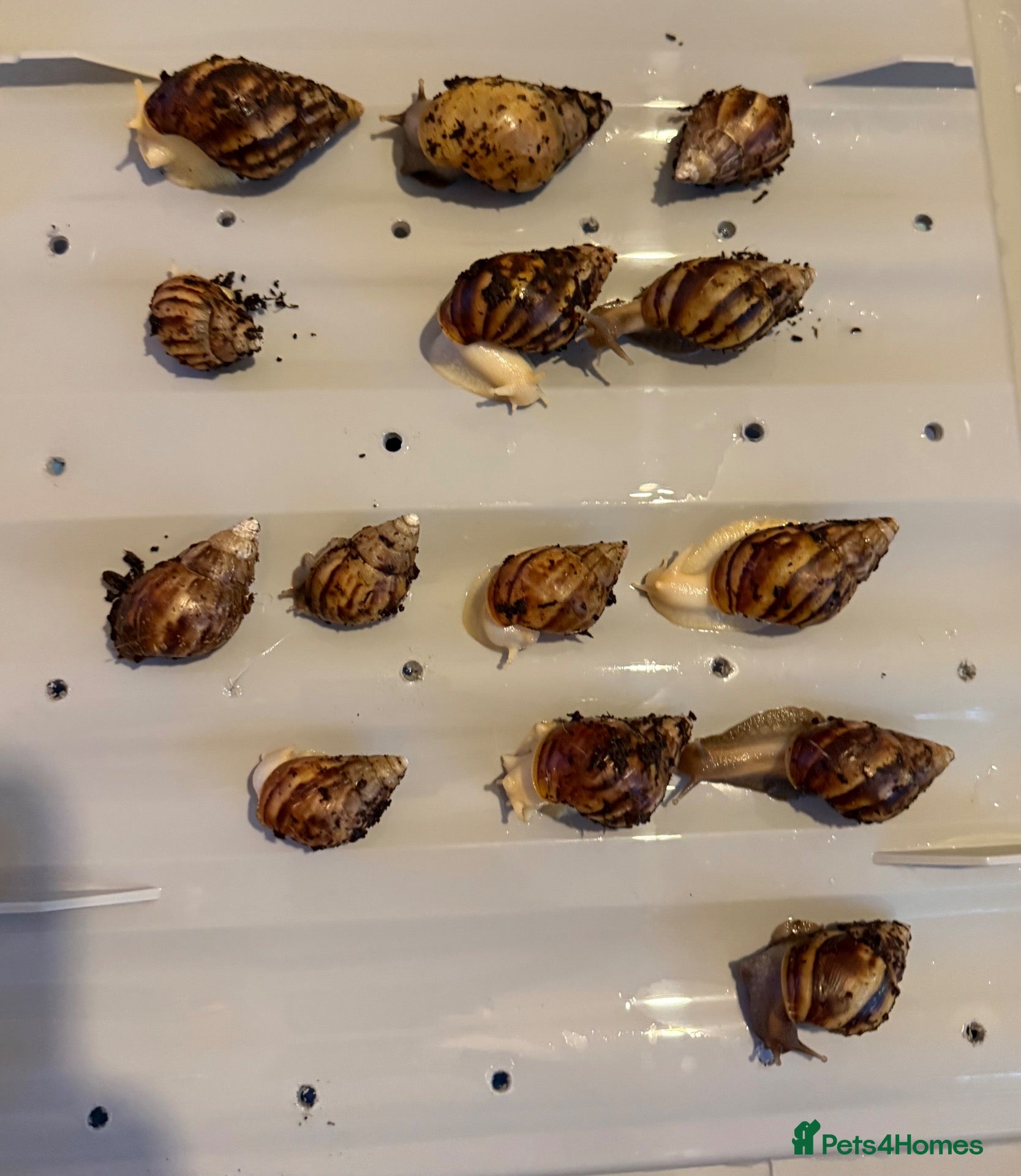 Snails invertebrates Giant African land snails - Advert 1