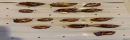 Snails invertebrates for sale: Giant African land snails in London - Advert 1