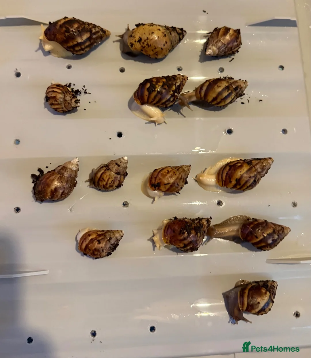 Snails invertebrates for sale: Giant African land snails in London - Advert 1