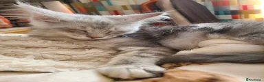 Maine Coon Kitten 2