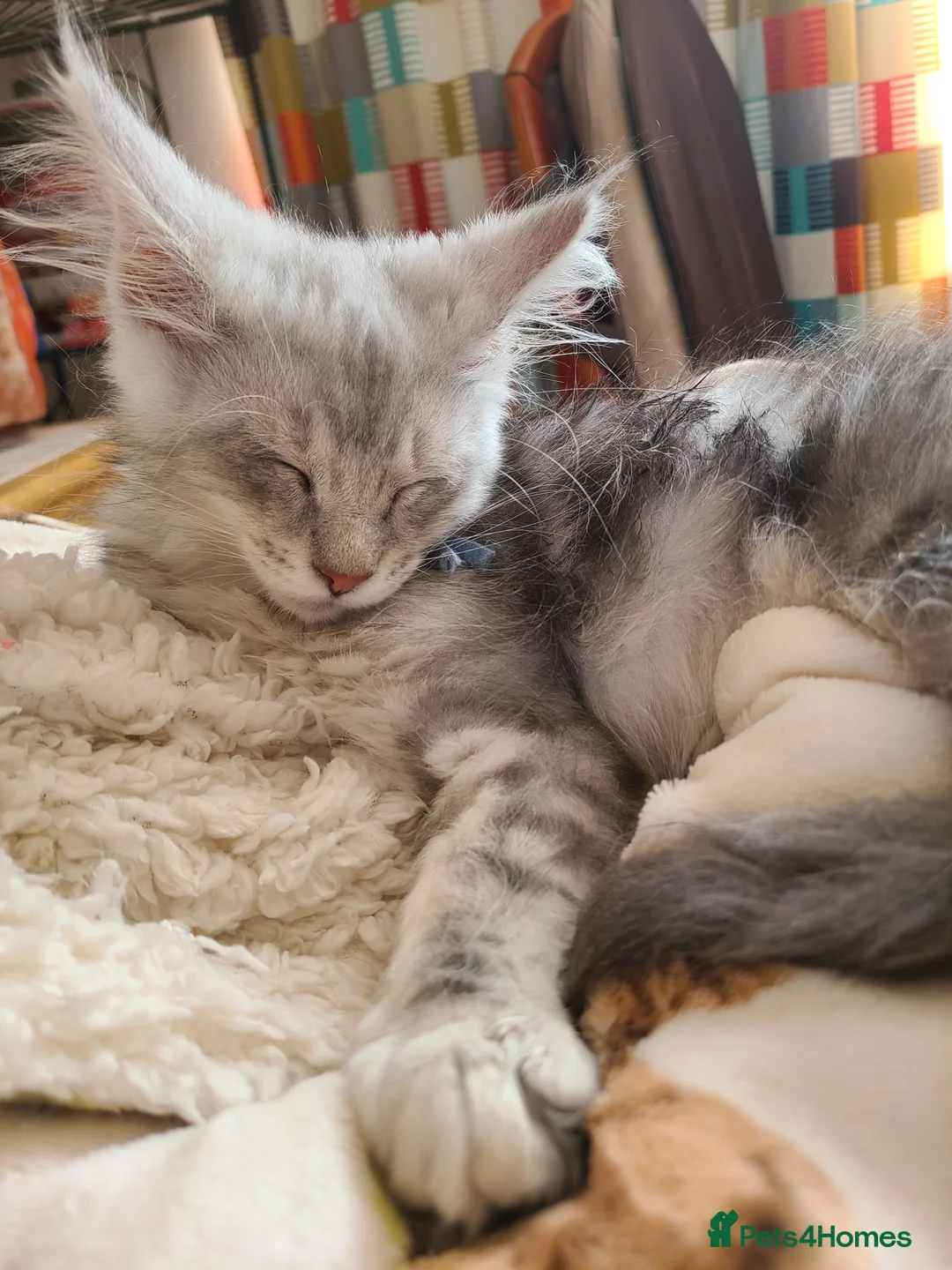 Maine Coon cats for sale: 2 maine coon boys - Advert 2
