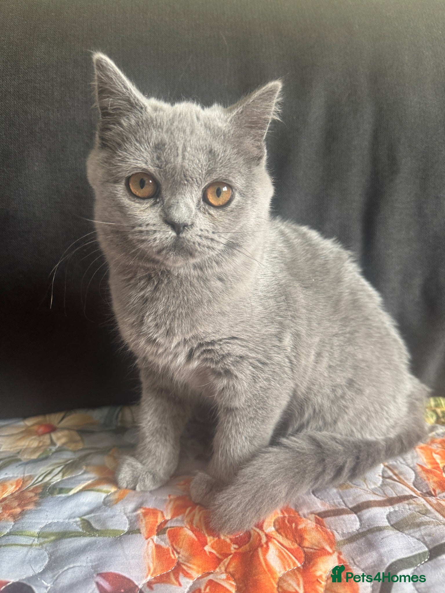 Scottish Fold cats Sccotish fold for sale - Advert 1