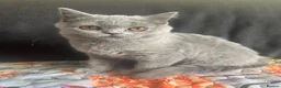 Scottish Fold cats for sale: Sccotish fold for sale - Advert 1