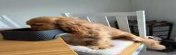 Cocker Spaniel dogs for sale: 8 month, Male cocker spaniel  in Bellshill - Advert 4