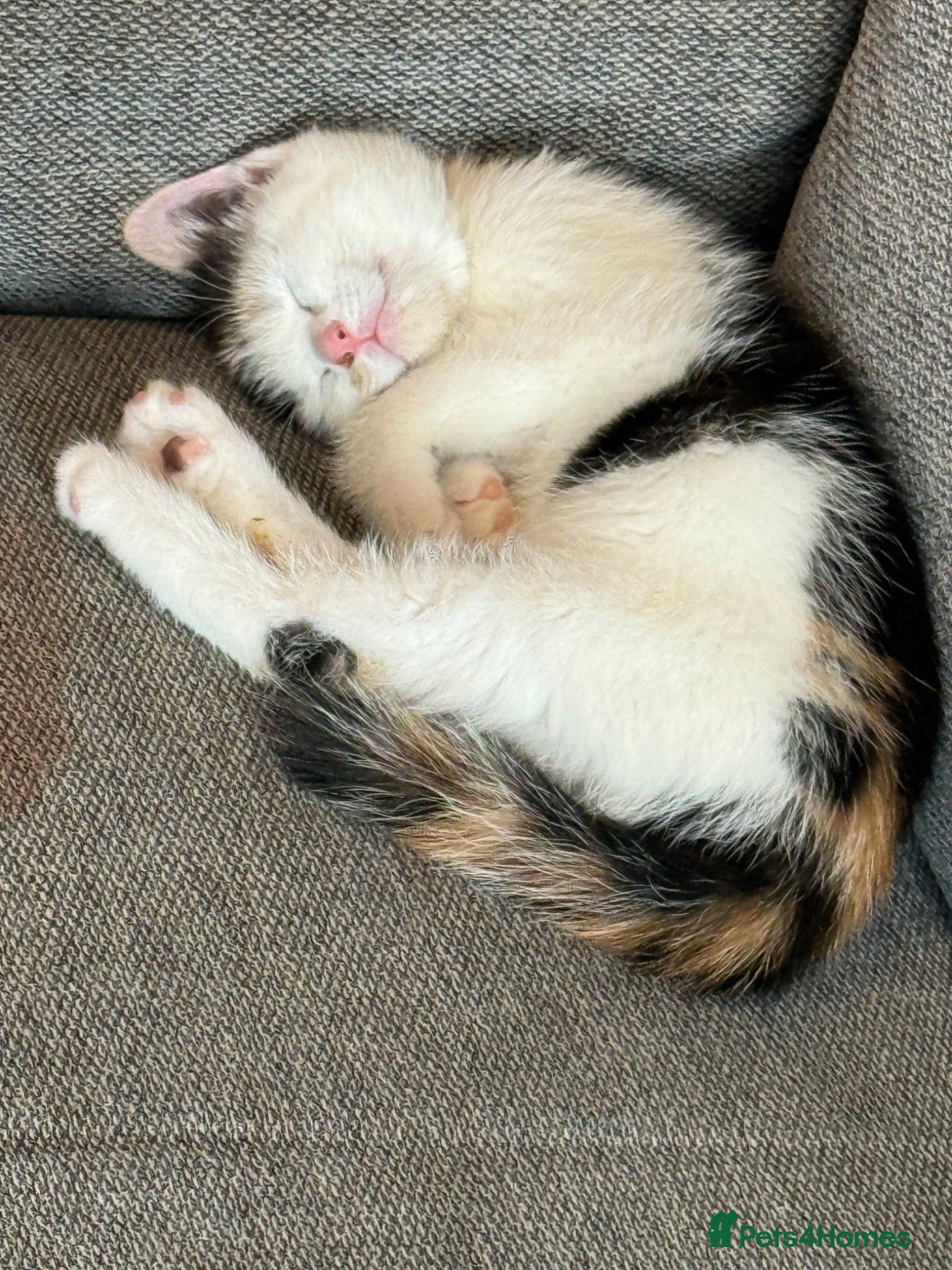 Mixed Breed cats Beautiful Calico Female Kitten + starter kit - Advert 2