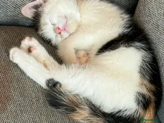 Mixed Breed cats Beautiful Calico Female Kitten + starter kit - Advert 2