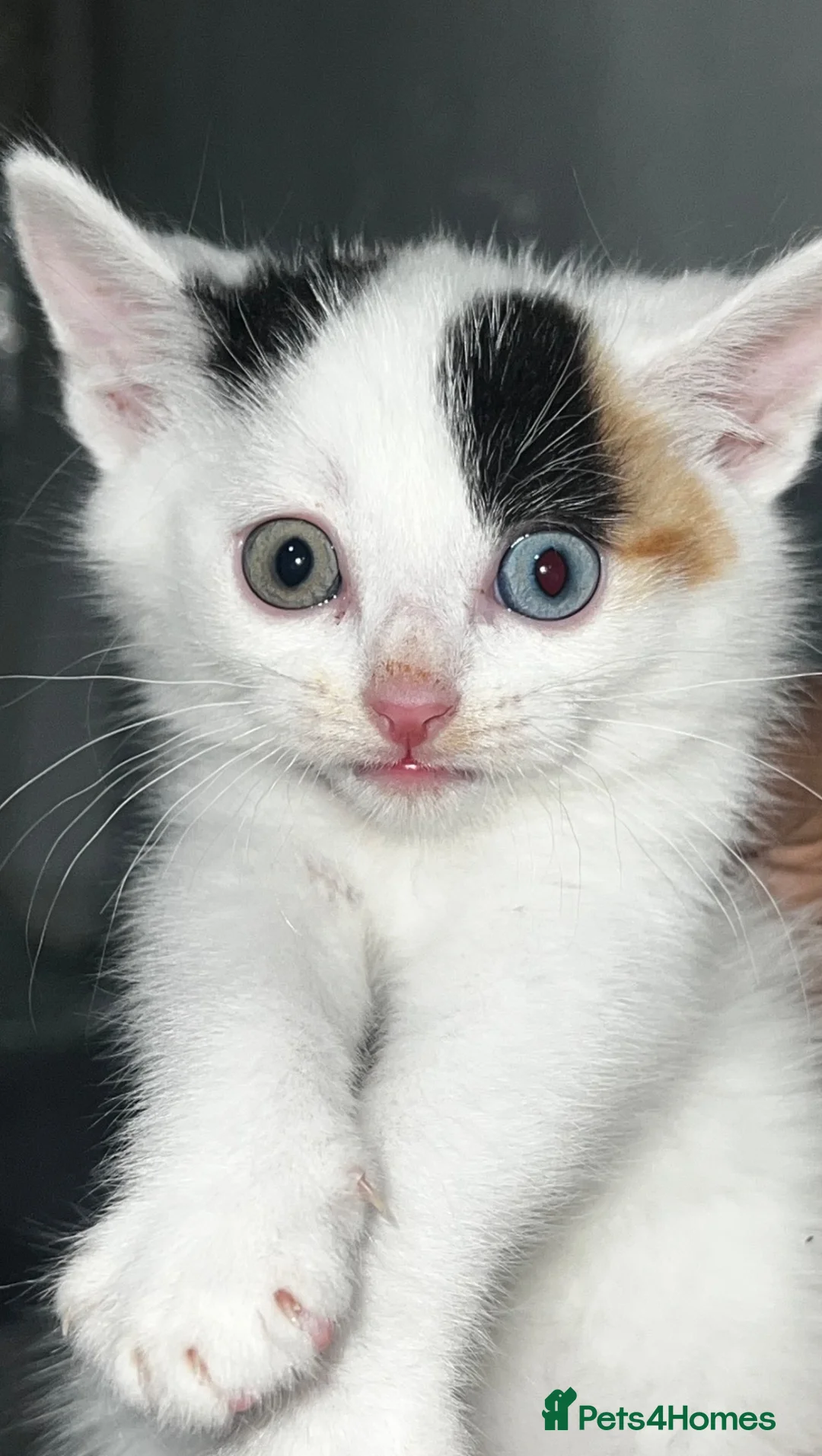 Mixed Breed cats for sale: 5 beautiful kittens  - Advert 2