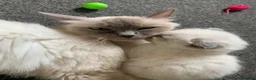 Ragdoll cats for sale: Ragdoll Kittens  - Advert 9