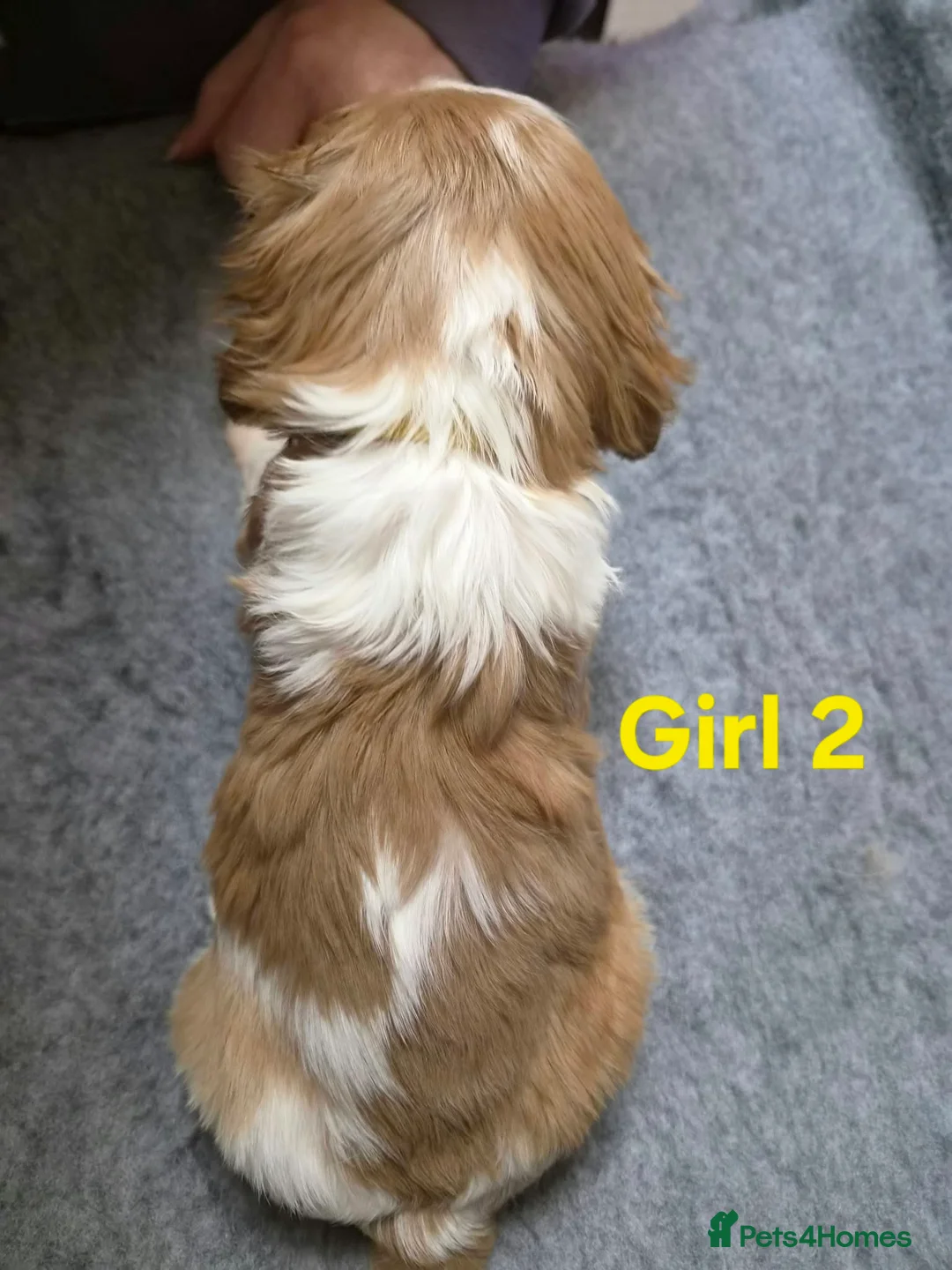 Cavalier King Charles Spaniel dogs for sale: Cavalier King Charles Spaniel  - Advert 16
