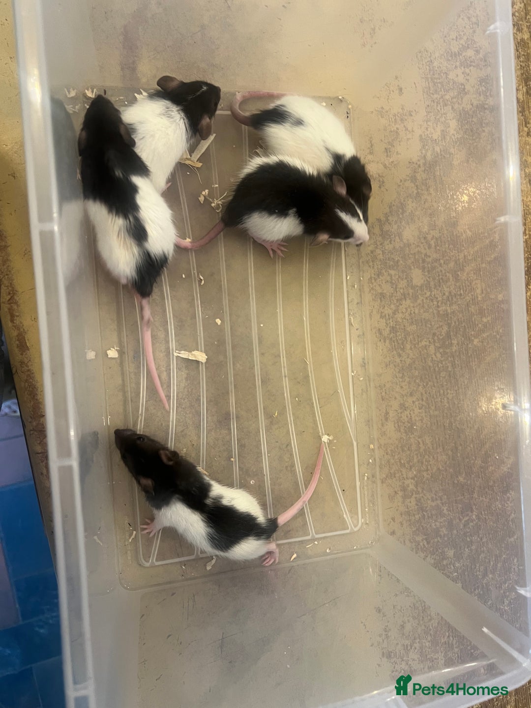 Rat rodents for sale: Dumbo x Fancy Rats  - Image 5