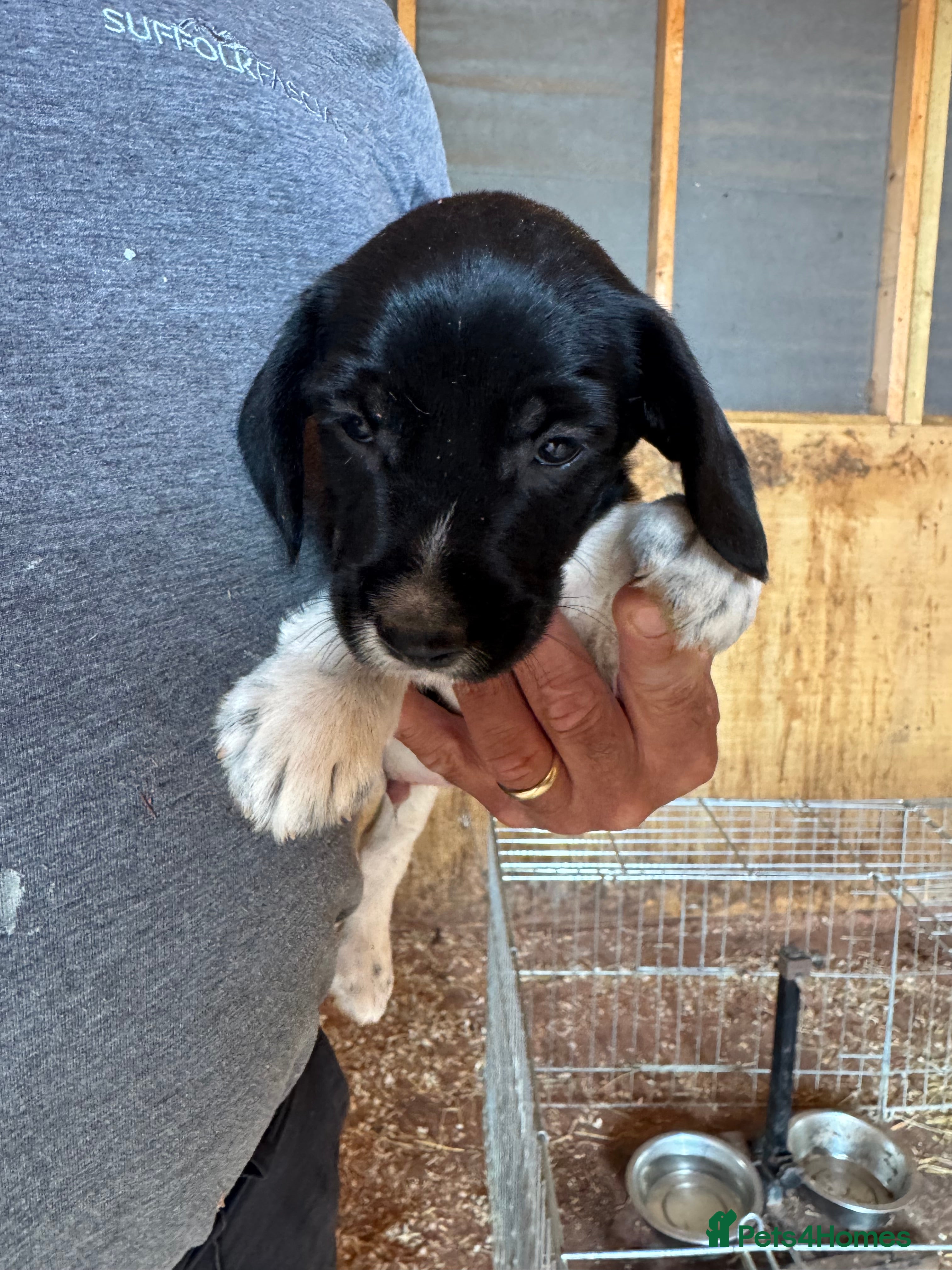 Mixed Breed Puppy 2