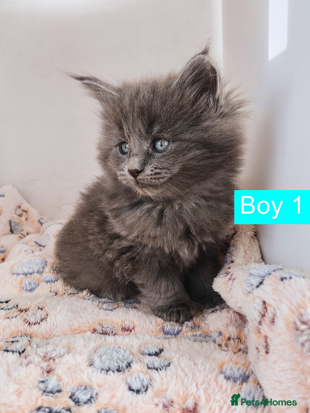 Maine Coon cats for sale: Blue Maine coon kittens + DNA health tested  - Advert 20