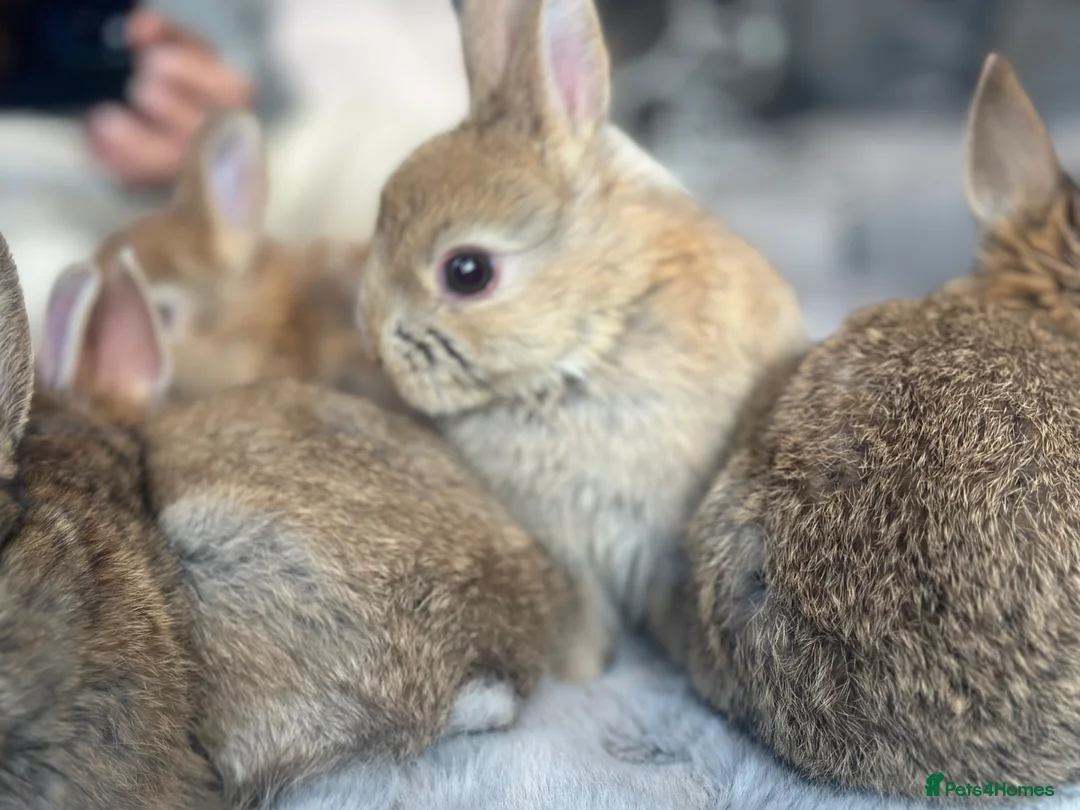 Netherland Dwarf rabbits for sale: Netherland dwarf bunnies - Advert 2