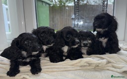 Sproodle dogs for sale: Beautiful Sproodle pups  - Image 8