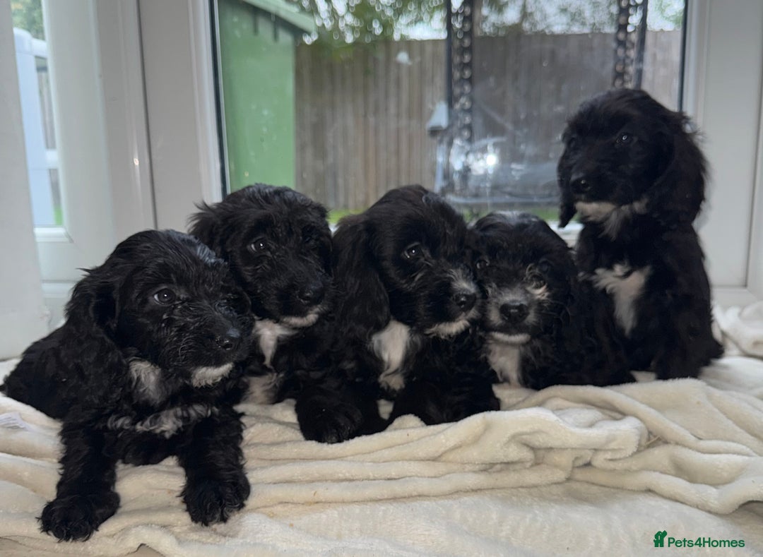 Sproodle dogs for sale: Beautiful Sproodle pups  - Image 8