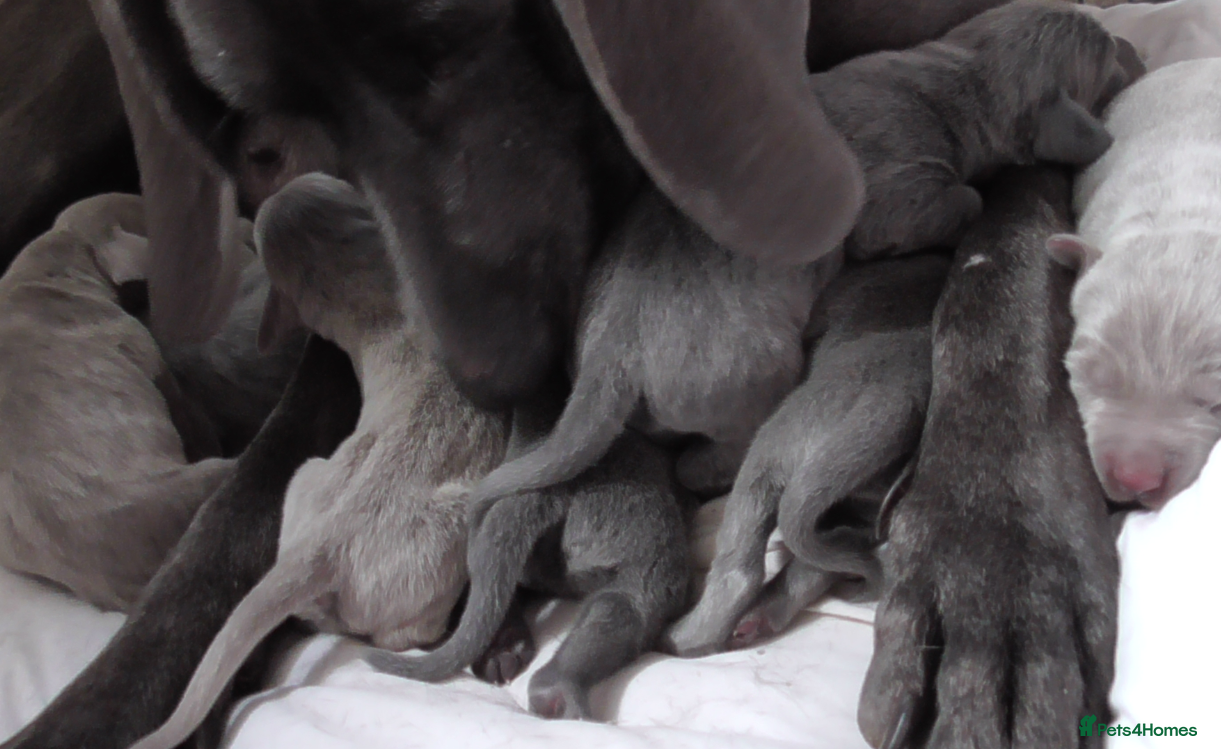 Weimaraner dogs As on TV: KC Reg Working Weim BLUE and SILVER - Advert 1