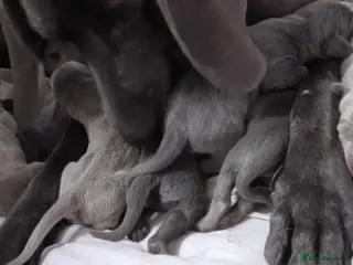 Weimaraner dogs As on TV: KC Reg Working Weim BLUE and SILVER - Advert 1