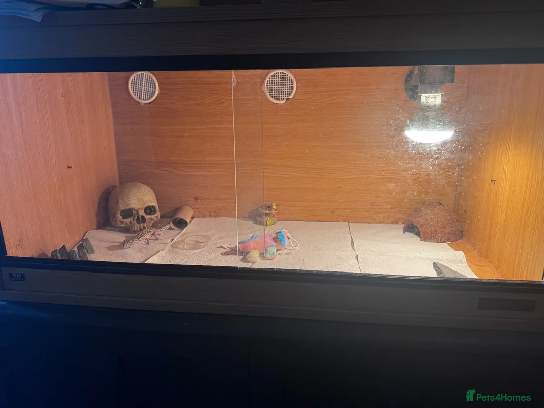 Leopard Gecko reptiles for sale: Leopard geckos I’ve had them for about a year  in Reading - Advert 1