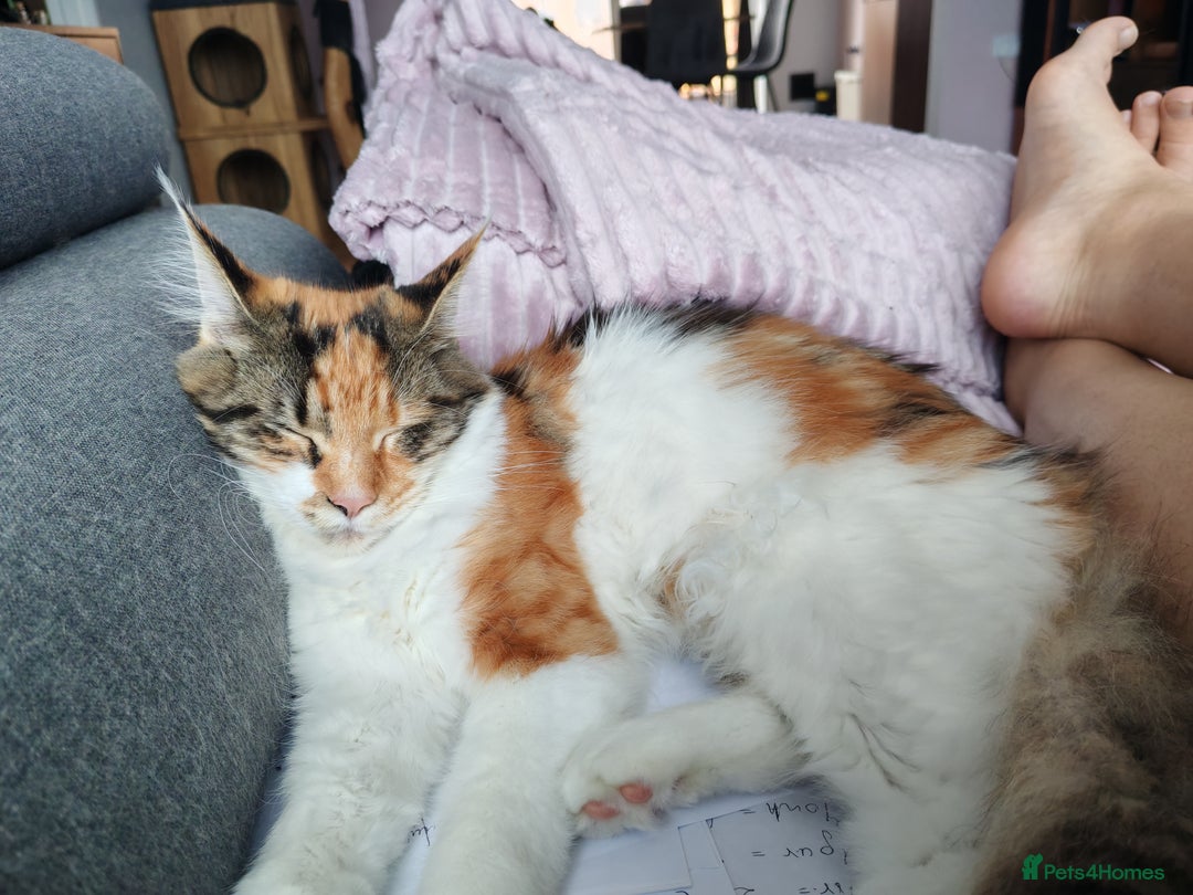 Maine Coon cats for sale: Last female  - Image 5