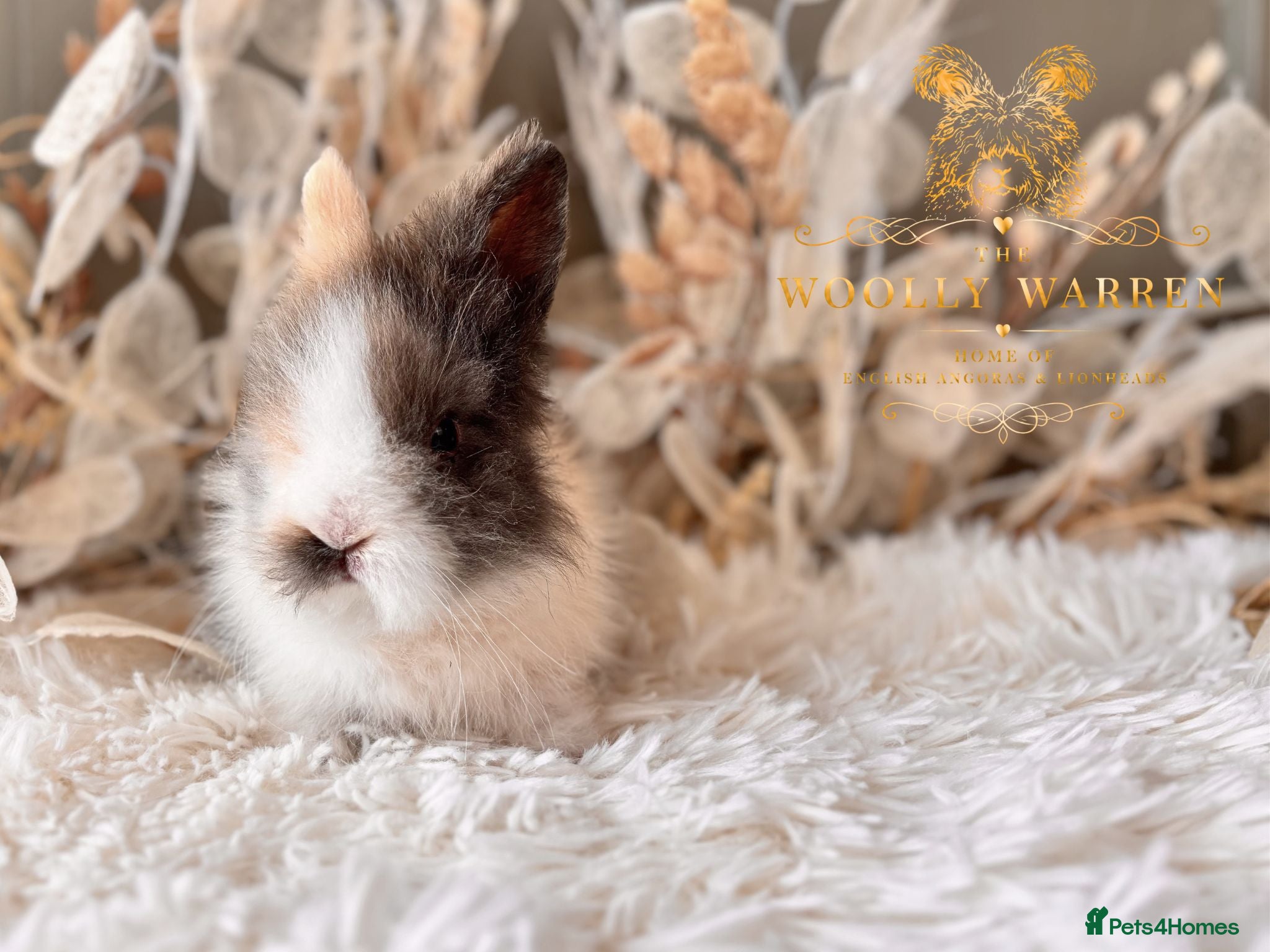 Lionhead rabbits Beautiful Fully Vaccinated Lionheads! - Advert 2