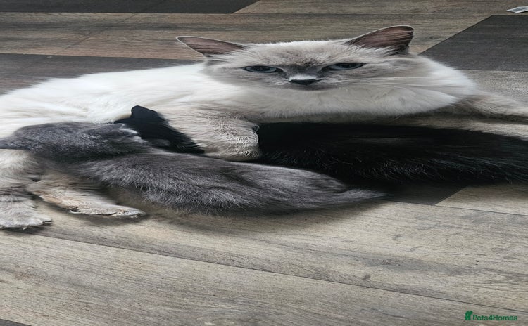 Ragdoll cats - Advert 11