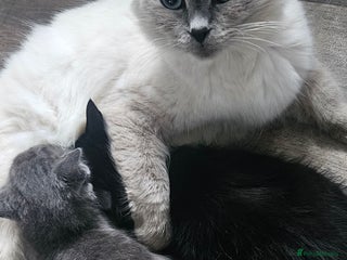 Ragdoll cats - Advert 1