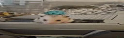 Hamster rodents for sale: Kinder the Syrian hamster  - Advert 2