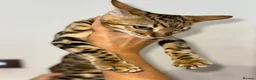 Bengal cats for sale: Top quality pure breed Bengal boy available now in Watford - Advert 10