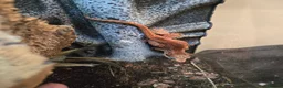 Gecko reptiles for sale: Red Stripe Gargoyle Gecko Setup - Advert 2