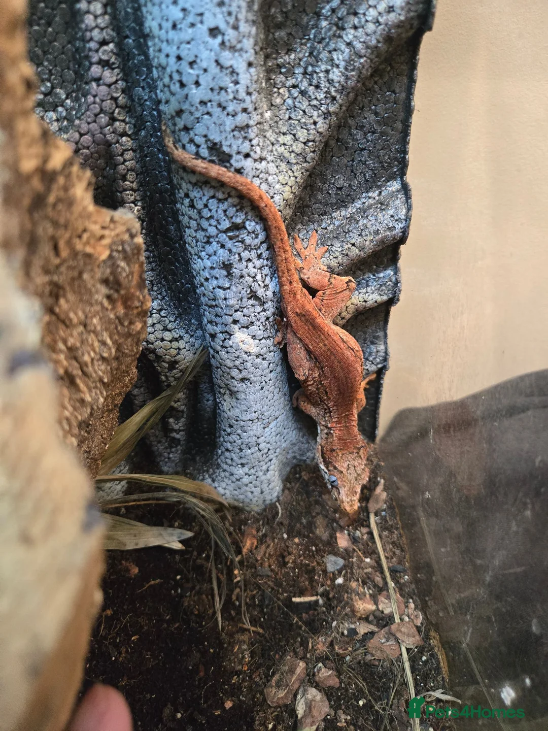 Gecko reptiles for sale: Red Stripe Gargoyle Gecko Setup - Advert 2