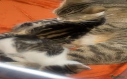 Mixed Breed cats for sale: Tabby kittens - Image 2