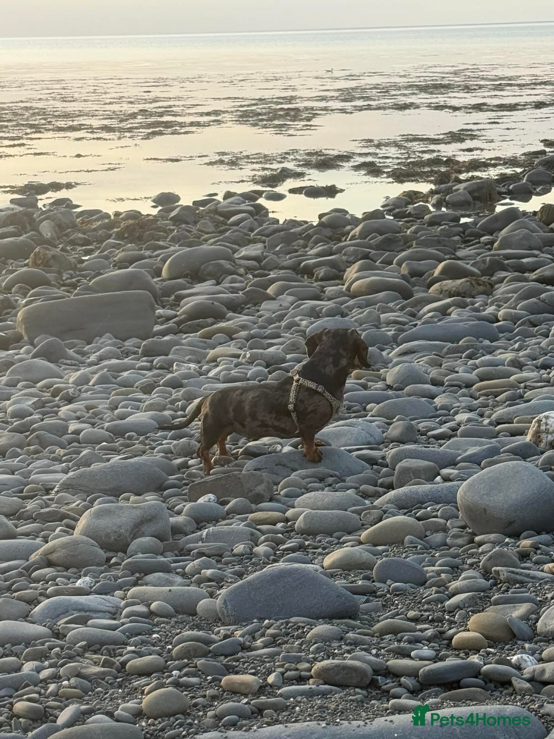 Miniature Dachshund dogs for sale: Miniature Dapple Daschund - Advert 4