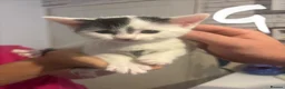 British Shorthair cats for sale: Beautiful black and white kittens with mum  in Swanley - Advert 10