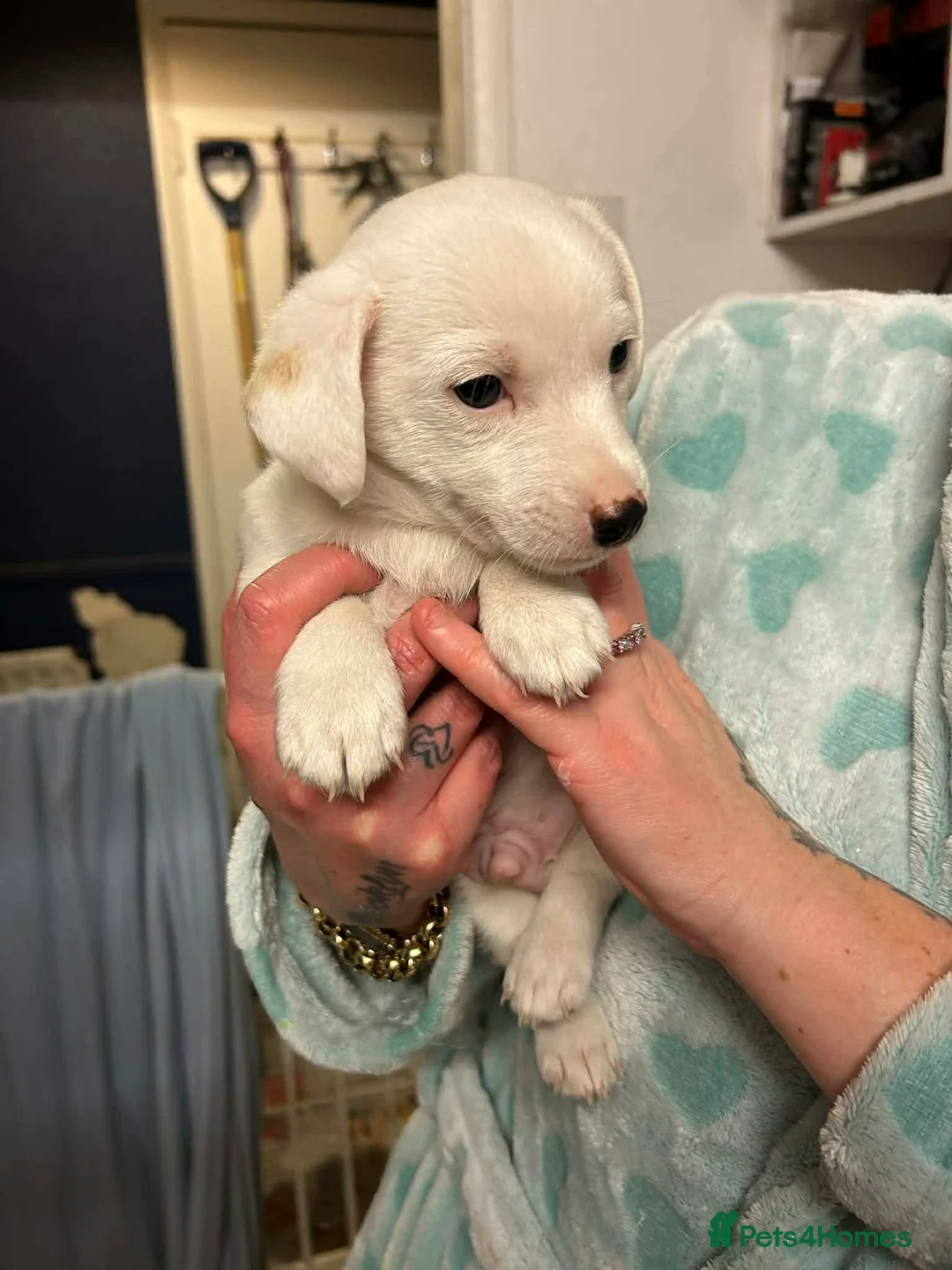 Jack Russell dogs for sale: Jack Russel puppies  in Bishop Auckland - Advert 5
