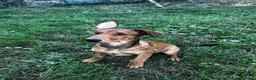 Belgian Shepherd Dog dogs for sale: Belgian Malinois X Dobermann - Advert 4