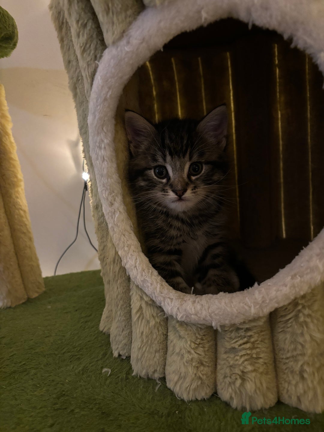 Mixed Breed cats for sale: Adorable kittens - Advert 2
